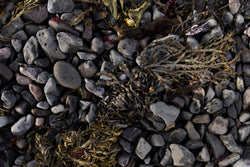 Close-up of pebbles and seaweed on a beach